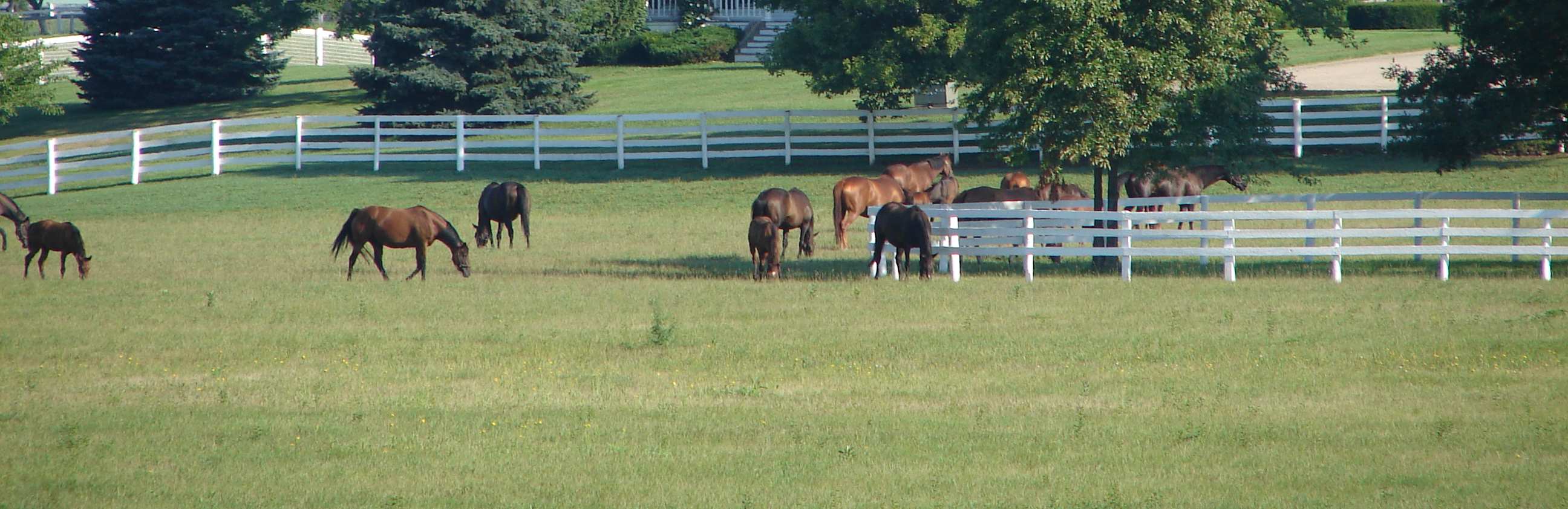 Horse Corrals and Fencing Options
