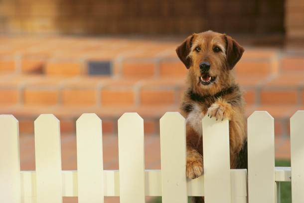 Dog standing up near a fence