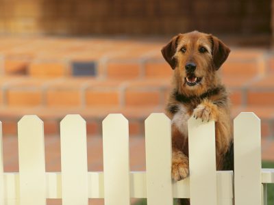 Dog Run Installation | Steadfast Fence